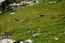 nature alpine 052 * 4368 x 2912 * (7.15MB)